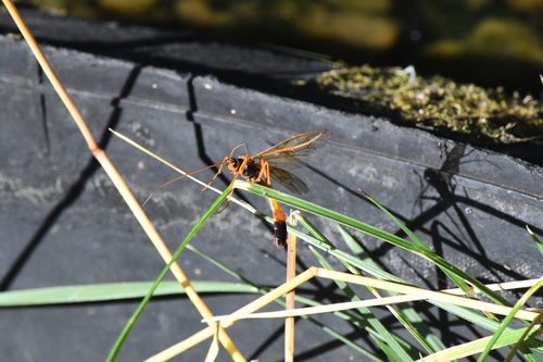 Opheltes glaucopterus
