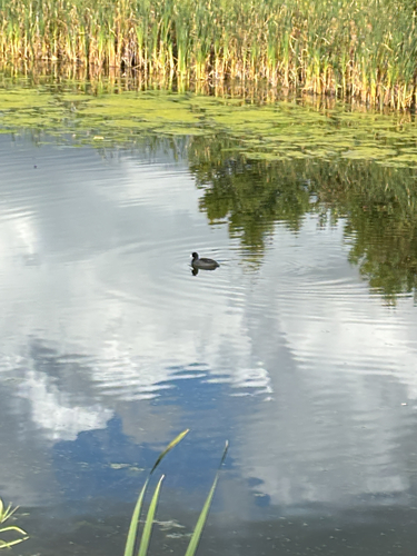 American Coot observed by jaiden93377