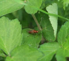 Psila