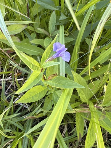 Allegheny monkeyflower