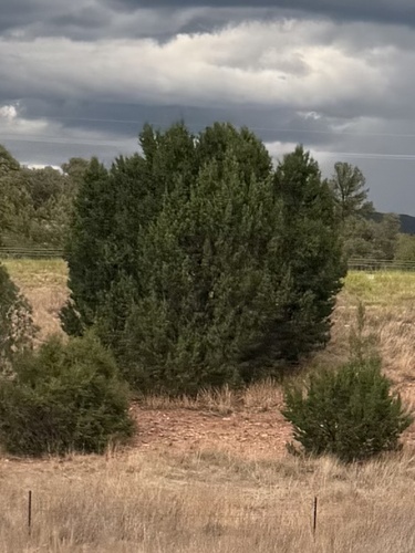 One-seed Juniper