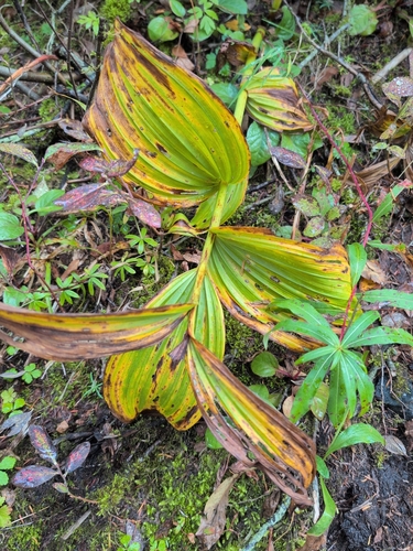 Veratrum viride, photograph 5