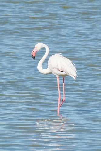 Greater Flamingo