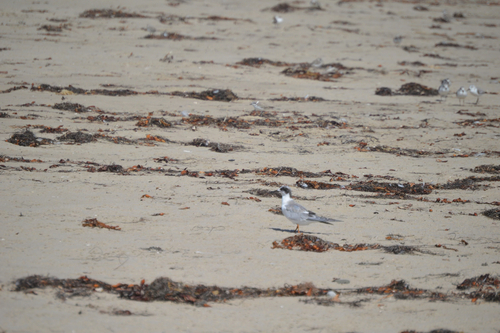 iNaturalist observation photo of Forster's Tern