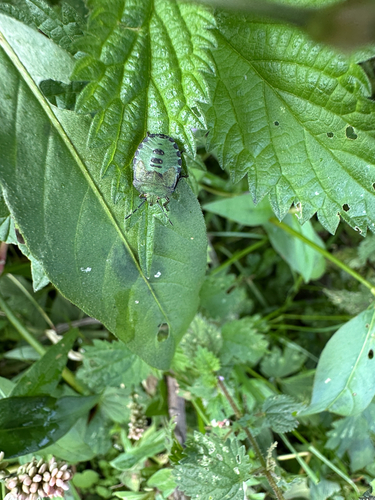 Green Shield Bug