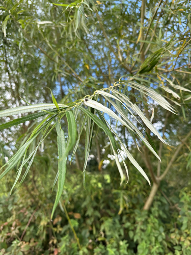 basket willow