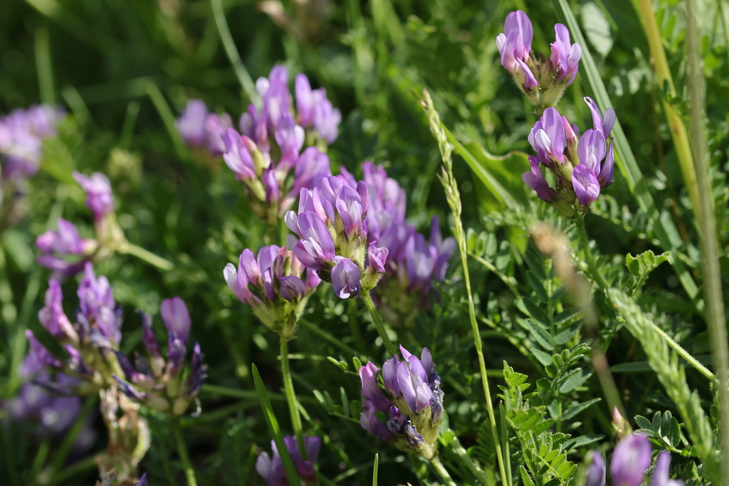 Astragalus danicus; photograph (c) Antoine Thivolle, some rights reserved (CC BY)