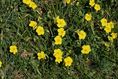 Helianthemum nummularium, photograph (c) Antoine Thivolle, some rights reserved (CC BY)
