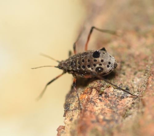 Giant Willow Aphid