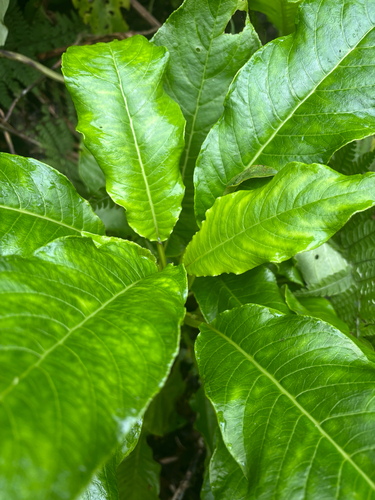 Cyanea glabra