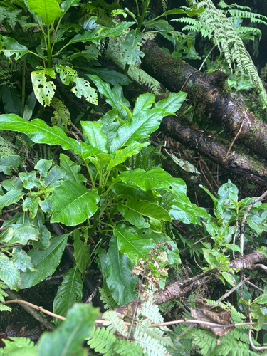 Cyanea glabra observed 2026-09-12