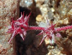 Chorizanthe polygonoides longispina