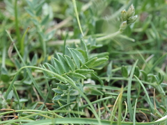 Astragalus sempervirens, photograph (c) Antoine Thivolle, some rights reserved (CC BY)