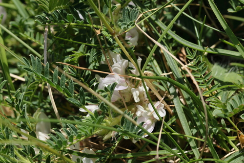 Astragalus sempervirens, photograph 4