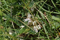Astragalus sempervirens, photograph (c) Antoine Thivolle, some rights reserved (CC BY)
