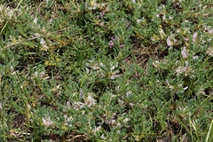 Astragalus sempervirens, photograph (c) Antoine Thivolle, some rights reserved (CC BY)