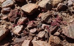 Chorizanthe polygonoides longispina