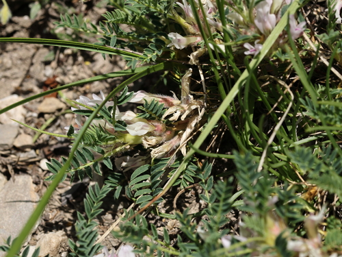 Astragalus sempervirens, photograph 2