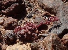 Chorizanthe polygonoides longispina