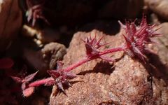 Chorizanthe polygonoides longispina