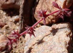 Chorizanthe polygonoides longispina