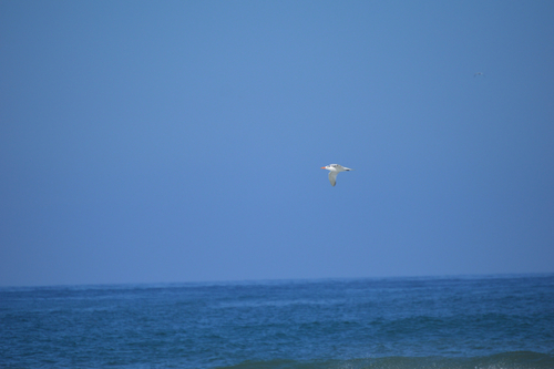 iNaturalist observation photo of Elegant Tern