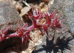 Chorizanthe polygonoides longispina