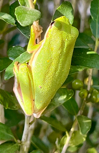 Green Treefrog observed by spqnancy