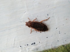 Nauphoeta cinerea