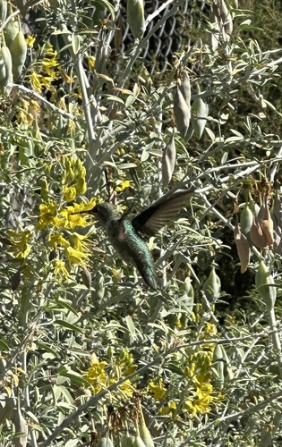 Anna's Hummingbird observed by panadora