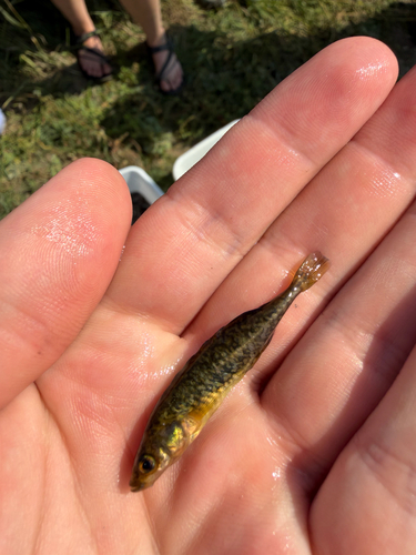 Brook Stickleback