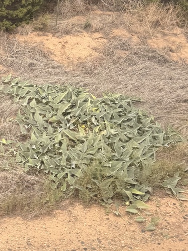 Buffalo Gourd