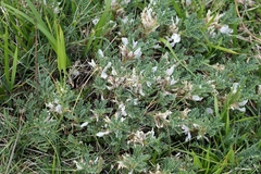 Astragalus sempervirens