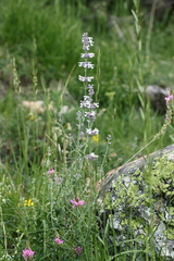 Nepeta nepetella