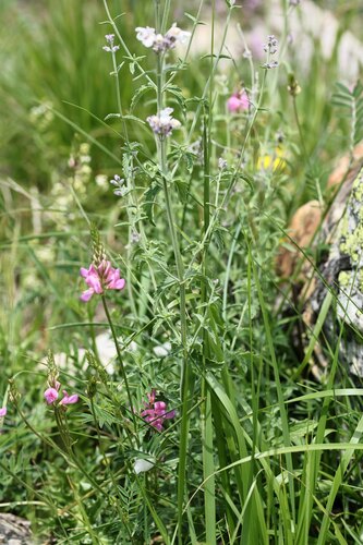 Nepeta nepetella, photograph 2
