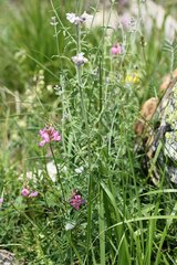 Nepeta nepetella, photograph (c) Antoine Thivolle, some rights reserved (CC BY)