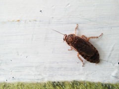 Nauphoeta cinerea