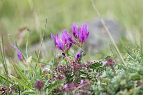 Astragalus onobrychis, photograph 4