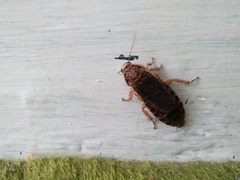 Nauphoeta cinerea