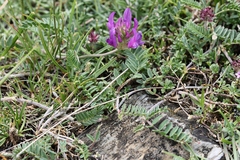 Astragalus onobrychis, photograph (c) Antoine Thivolle, some rights reserved (CC BY)