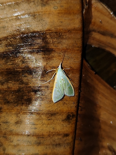 Arthroschista hilaralis