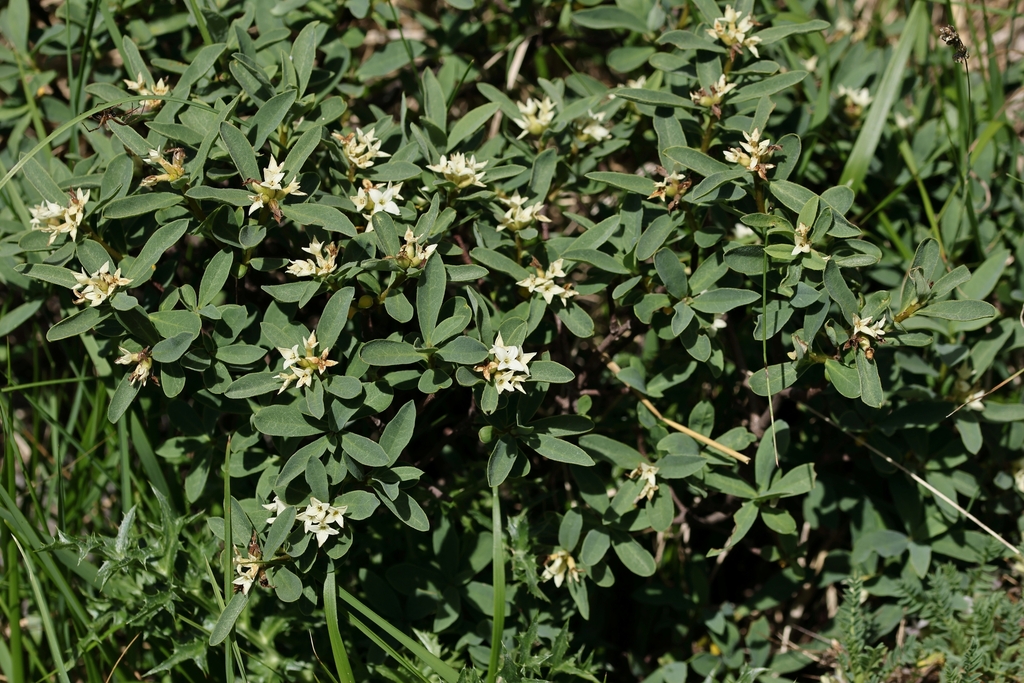 Daphne alpina; photograph (c) Antoine Thivolle, some rights reserved (CC BY)
