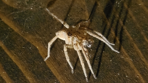 Mediterranean Spiny False Wolf Spider