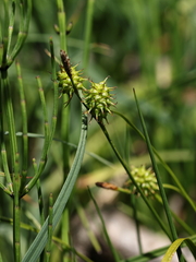 Carex lepidocarpa, photograph (c) Antoine Thivolle, some rights reserved (CC BY)