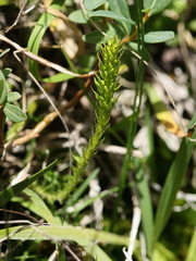 Selaginella selaginoides, photograph (c) Antoine Thivolle, some rights reserved (CC BY)