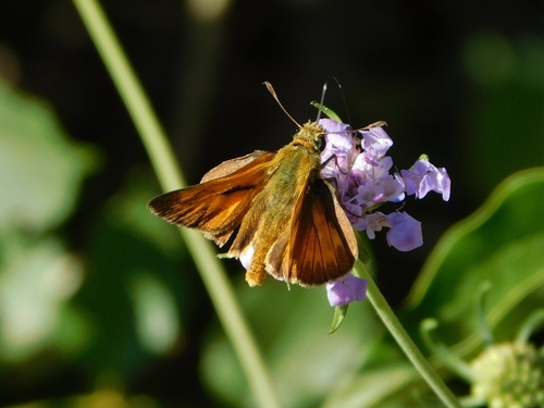 Large Skipper