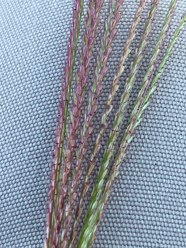 Chloris verticillata, photograph 3