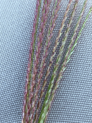 Chloris verticillata, photograph (c) Bryan Connolly, some rights reserved (CC BY)