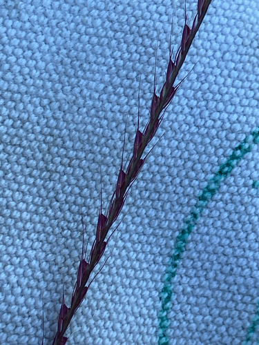 Chloris verticillata, photograph 6