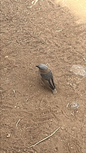 iNaturalist image